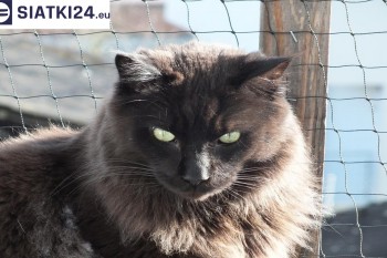 Siatki Białogard - Zabezpieczenie balkonu siatką - Kocia siatka - bezpieczny kot dla terenów Białogardu
